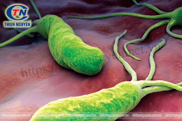 Vi khuẩn HP là gì? Dương tính với vi khuẩn HP có nguy hiểm không?